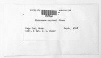 Sporonema oxycocci image